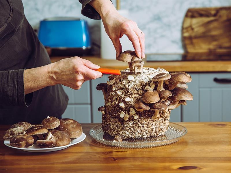 India is a hotbed for mushroom farming - Beautiful Homes